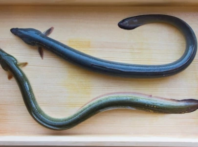 grilled eel kills one sickens 140 in japan